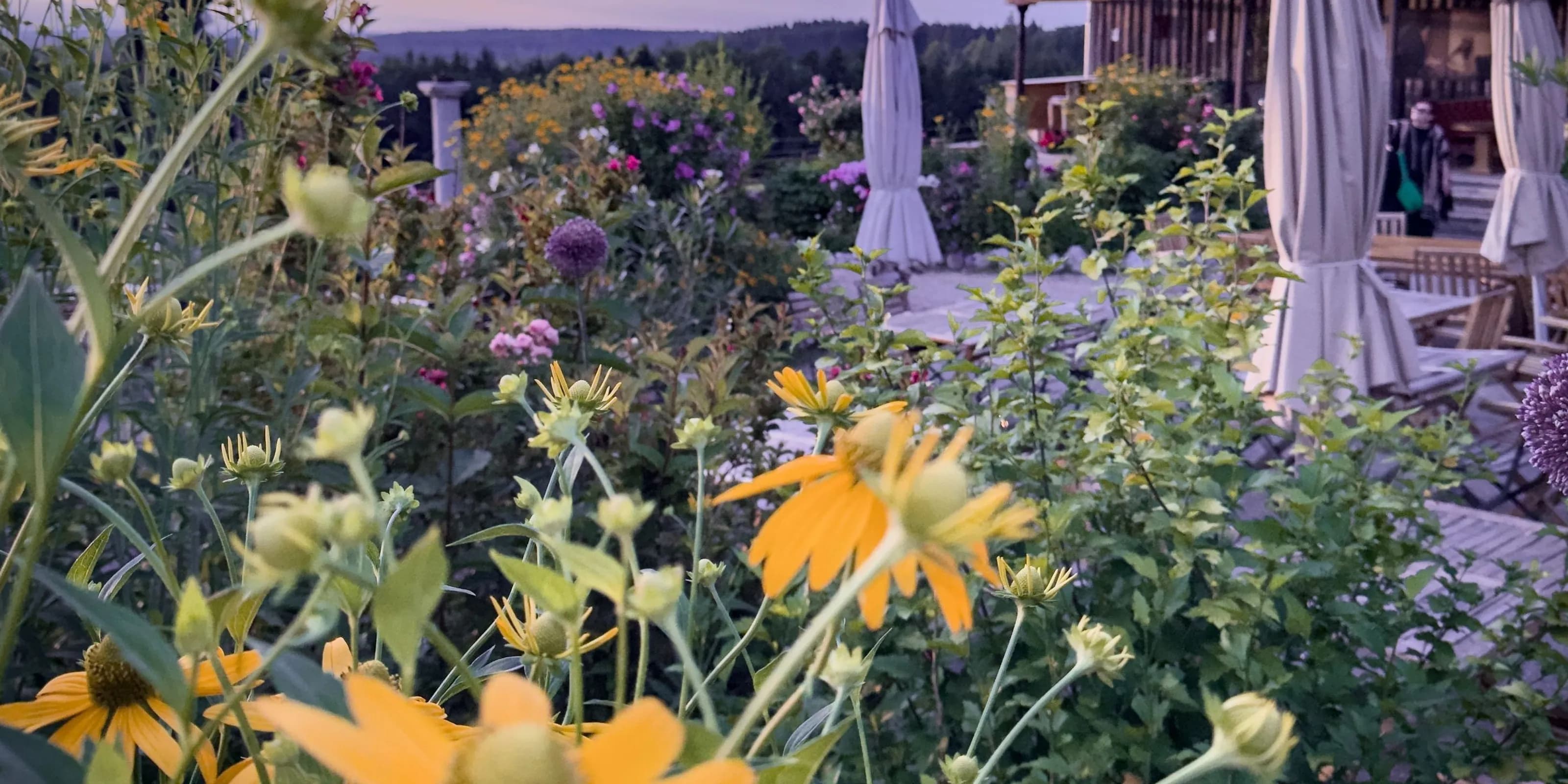 Immling Blumen Sonnenhut